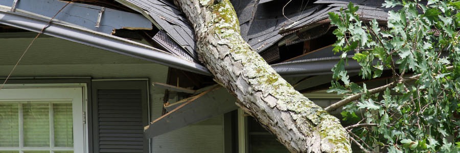 storm damage mold Florida